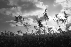 Interstate Power Company Forest Preserve (Dubuque, IA)