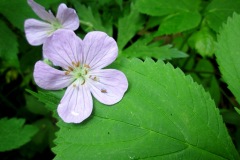 Maquoketa Caves State Park (Maquoketa, IA)