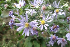 McBride Nature Recreation Area (Solon, IA)