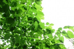 Port Louisa National Wildlife Refuge (Wapello, IA)