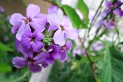 Saulsbury Bridge Recreation Area (Muscatine, IA)