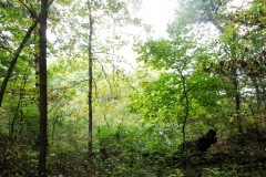 Starved Rock State Park (Utica, IL)