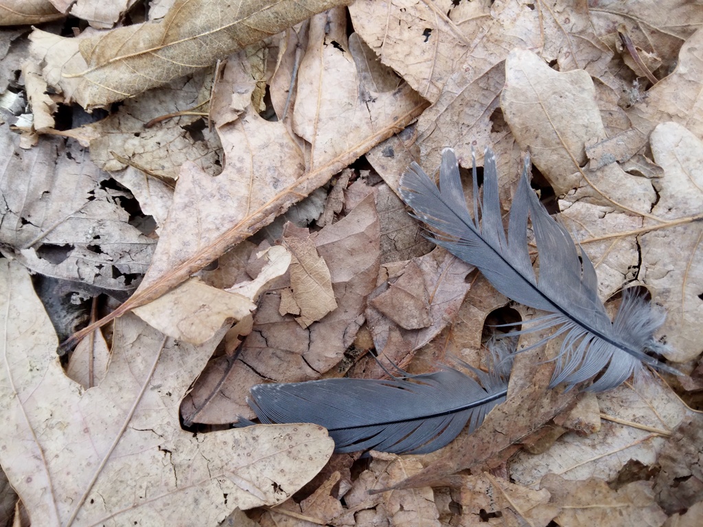 Feathers found on the trail at Ryerson's Woods State Preserve. 