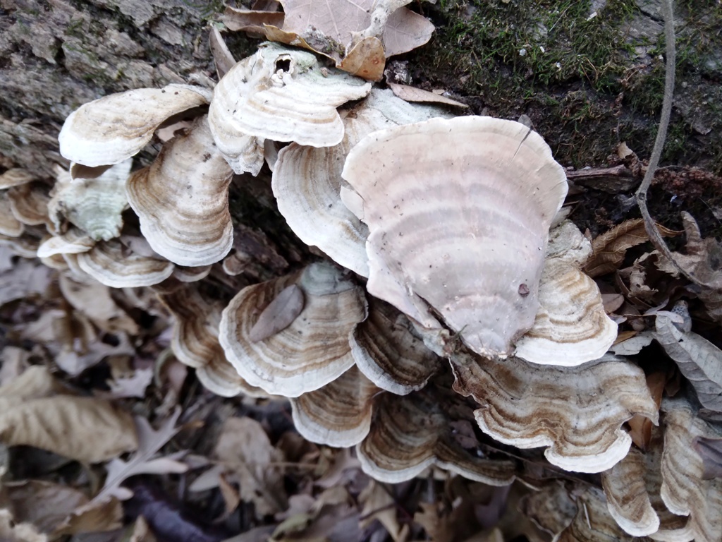Mushrooms growing on tree trunk in Ryerson's Woods State Preserve. 