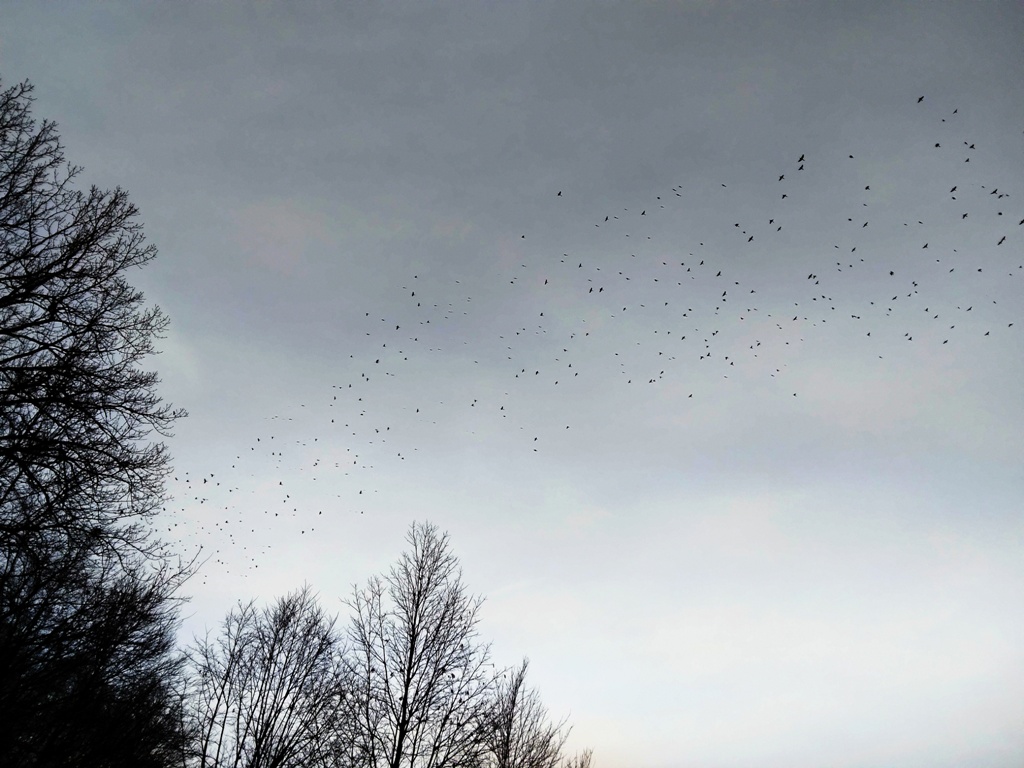 Flock of birds flying over Ryerson's Woods State Preserve. 